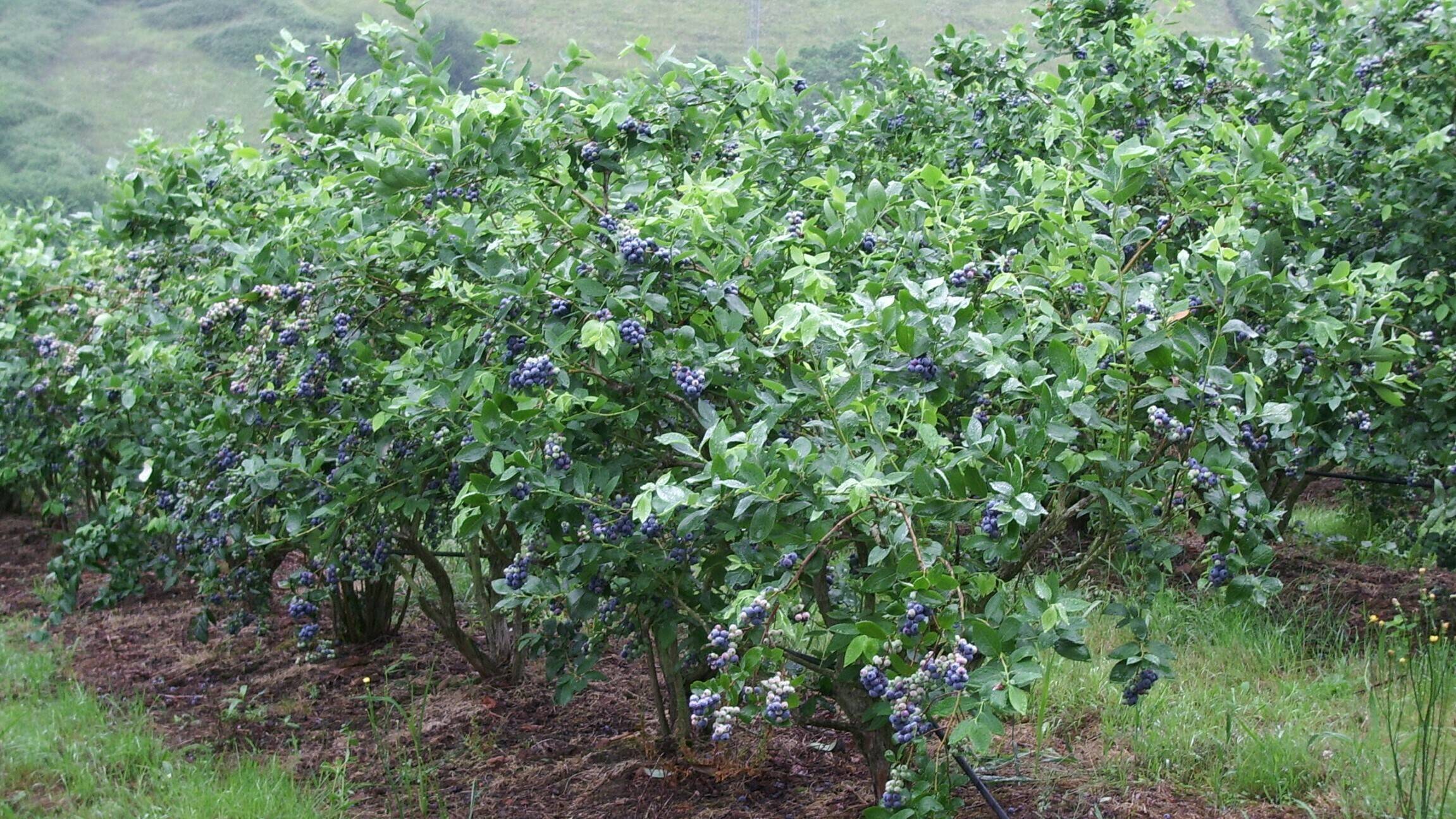 juan-carlos-garcia-rubio-serida-arandanos|juan-carlos-garcia-rubio-serida-arandanos|Arandanos-libro-C